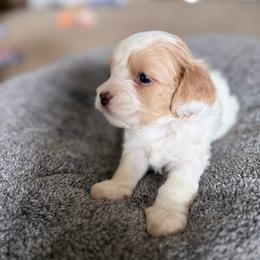 Muffin - Blenheim female Cavapoo puppy in Nevada, Missouri from Backroad Fur Babies
