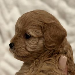Cavapoos and Goldendoodles from 406springhilldoodles