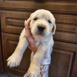 Boy 4 - Light golden male Golden Retriever puppy in Middleburg, Florida from Rise and Shine Goldens