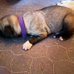 Girl 2 - Fawn female Anatolian Shepherd Dog puppy in Avon Park, Florida from Sandy Pines Homestead
