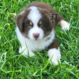 JJ - Red tri male Miniature Australian Shepherd puppy in Waxhaw, North Carolina from Cane Creek Aussies