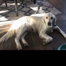 Melody - Golden Mountain Dog