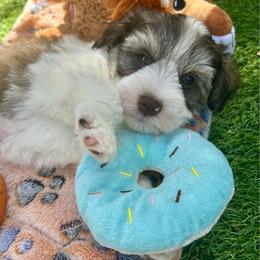 George - Parti male Miniature Schnauzer puppy in Canyon Lake, Texas from Chambers Schnauzers