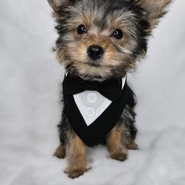 Yorkshire Terrier Puppies from Lady A's Yorkies