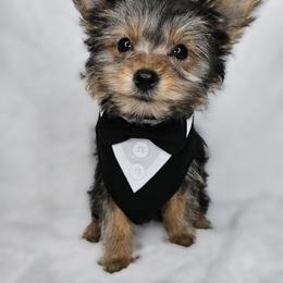 Yorkshire Terrier Puppies from Lady A's Yorkies