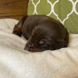 Raylee - Red and rust female Doberman Pinscher puppy in Boyd, Texas from Team Feem Breeders