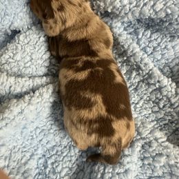 Prince - Dapple male Dachshund puppy in Bergen, New York from T. Rex Doxies & Friends