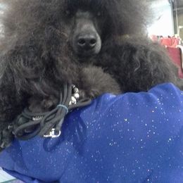 Poodle All Grown Up from Aurak