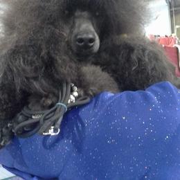 Poodle All Grown Up from Aurak