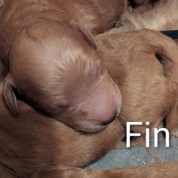 Finnian (Fin) - Red  male Goldendoodle puppy in Citrus Heights, California from Grandpaw's Golden Doodles