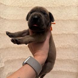 Bambino - Blue male Great Dane puppy in Jerusalem, Arkansas from Mara Danes