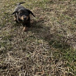 Bhodie - Blue and tan male Dachshund puppy in Overbrook, Kansas from The Greyline Dogs