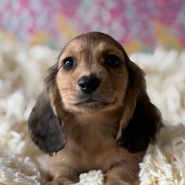 Dachshund puppies from Dream A Dream Dachshunds