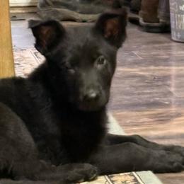 Rip - Black male German Shepherd puppy in Carbondale, Kansas from Cunningham German Shepherds, LLC