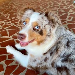 Maddie - Miniature Australian Shepherd