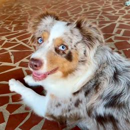 Maddie - Miniature Australian Shepherd