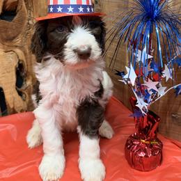 Moody - Brown and white male Aussiedoodle puppy in Lavonia, Georgia from H & A Kennels