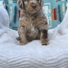 "Brown Merle with blue eyes " Aussiedoodle Puppies from Super Z Aussiedoodles