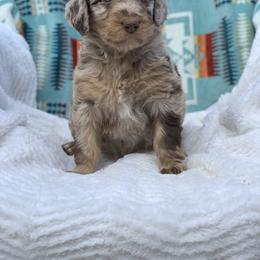 "Brown Merle with blue eyes " Aussiedoodle Puppies from Super Z Aussiedoodles
