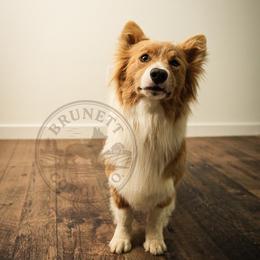 Tate - Pembroke Welsh Corgi