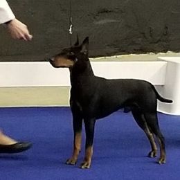 Stryker - Manchester Terrier