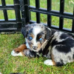 Miniature Australian Shepherd and Toy Australian Shepherd Puppies from Son Shine Farm