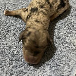 Aussiedoodle Puppies from Creek Bend Farm