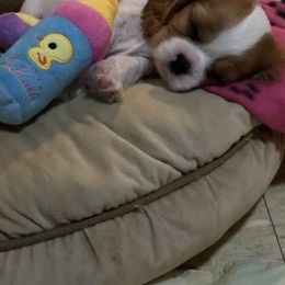 Cavalier King Charles Spaniel Puppies from Cavalier Kisses