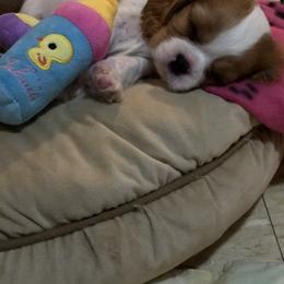 Cavalier King Charles Spaniel Puppies from Cavalier Kisses