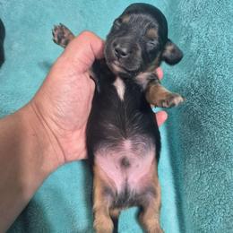Curly - Black and tan male Dachshund puppy in Aiken, South Carolina from Paragon Puppies