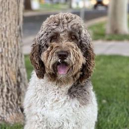 Hank - Assorted Doodle Crosses