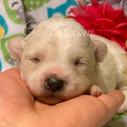 Bichon Frises from God’s Creatures