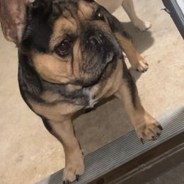 Gumbeaux - French Bulldog