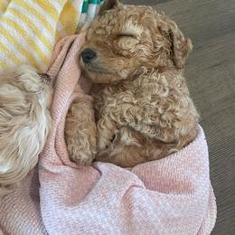Teddy - Apricot male Goldendoodle puppy in Fairhope, Alabama from Fairhope Family