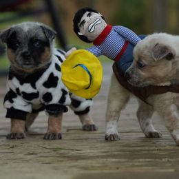 Australian Cattle Dog and Collie Puppies from Blackberry Hills