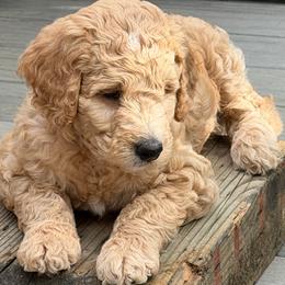 Goldendoodle Puppies from Rosie's Doodle Den