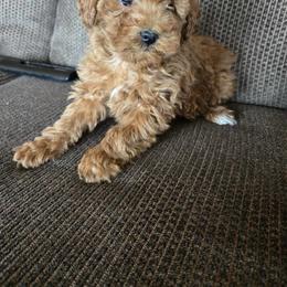 Pekingese, Poodle, and Shih Tzu Puppies from Happy puppies
