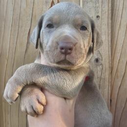 Willy - Yellow male Catahoula Leopard Dog puppy in Washington from Coweeman Catahoulas
