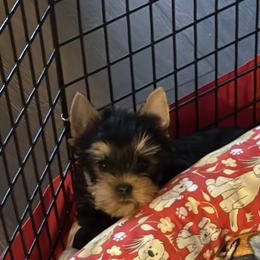 Yorkshire Terrier puppies from Pastime’s Yorkshire Terriers