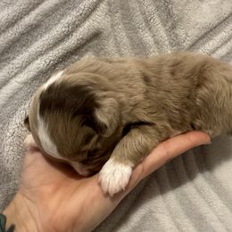 Miniature Australian Shepherd and Toy Australian Shepherd Puppies from Cherry Grove Kennel