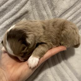 Miniature Australian Shepherd and Toy Australian Shepherd Puppies from Cherry Grove Kennel