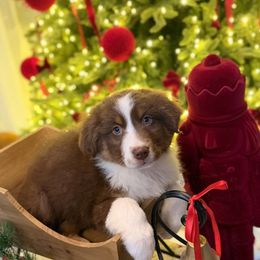 Boy 3 - Red tri-color male Australian Shepherd puppy in San Bernardino, California from Zermeno Ranch