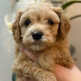 Copper - male Cavapoochon puppy in Mt. Pleasant, Iowa from Platinum Premier Puppies