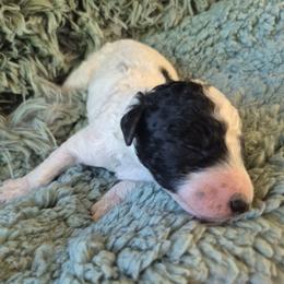 Chili - Parti male Poodle puppy in Milford, Michigan from Cuddley-Poods Moyen poodles