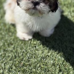 Mush - Red and white male Shih Tzu puppy in Oak Hills, California from High Desert  Shih Tzu