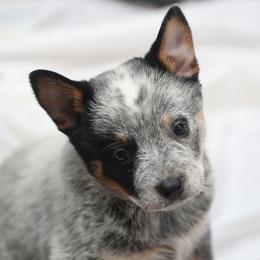Joplin - Blue mottled female Australian Cattle Dog puppy in Gatlinburg, Tennessee from Greenbrier