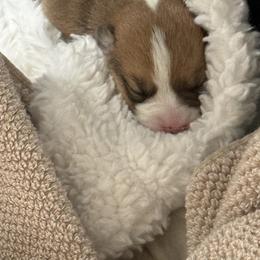 Pembroke Welsh Corgi Puppies from Much Love Fam