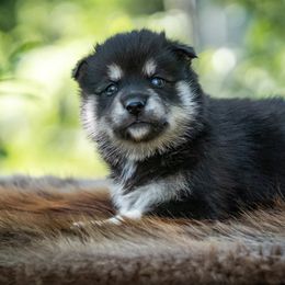Pomsky Puppies from Pioneer Peak Pomskies
