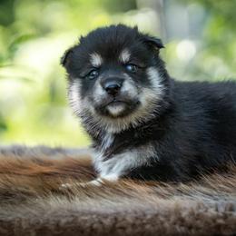 Pomsky Puppies from Pioneer Peak Pomskies