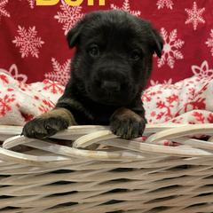 Bell- Girl 2 - German Shepherd puppy from Freedom Acres Farm